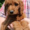 Smartie - Sweet Red Mini Goldendoodle F1B