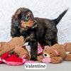 Bernedoodle - Male, F1 Standard - Valentine