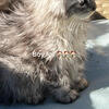 SILVER SHADED MALE MAINECOON KITTEN Tica 980-616-0124