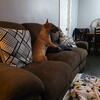 10 month bull terrier