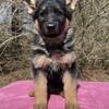 German Shepherd Puppies 