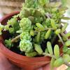 Different Plants( plantas)