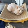 Affordable Sphynx Kittens