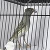 gray crested canary, canaries, birds & bird