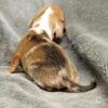 Chip the Mini Dachshund