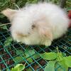 Lionlop Bunnies