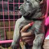 Purebred Cane Corso - Grey Brindle 