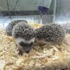 baby hedgehogs