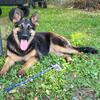 AKC registered German shepherd FEMALE