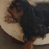 AKC Cavalier King Charles Spaniel puppies 