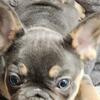 Meet Barkley – Stunning 10 week AKC registered lilac with tan points (fluffy carrier)French Bulldog Male