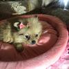 Adorable 8 Week Old Pomeranian (Luna) – Ready for Rehoming!