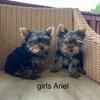 TEA CUP YORKIES 2 FEMALES 