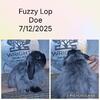 American Fuzzy Holland Lop DOE Bunny Pedigreed