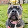 3 year old female pocket American Bully