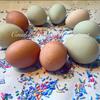 Confetti Egger hatching eggs