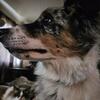 Border collie+aussie pup