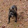 American Bullies for sale