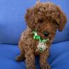 Emmy Beautiful Cavapoo Puppy