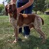 Bracco Italiano Puppies available