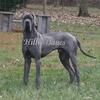 100% Euro Male Great Dane ~ Import from Serbia ~ OFAs ~ Champion Sire