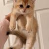 Scottish Fold/Straight Kittens