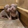 Pocket bully pups lilac tri / lilac tri merle