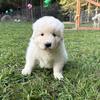 Purebred Maremma Sheepdog Puppies- spring 2026