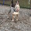 American Bully Standard Male - STUD SERVICE (NO REHOME)