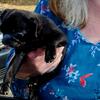 Registered Black Pug Puppies