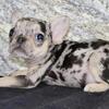 Luna Female French Bulldog