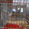 BEAUTIFUL BLUE AND WHITE FEMALE CANARY