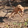 APBT (red female) ADBA REGISTERED 