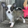 Teacup Chihuahua Pups $300