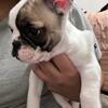 French Bulldogs 