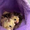 Colony sugar gliders