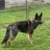 German Shepherd in need of love and care