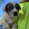 Texas Heeler puppies Australian Shepard and blue heeler cross