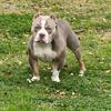 Stud alert ABKC registered