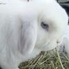 Bonded pair of Holland, lop, male and female blue eyed white and black buck