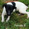 Jack Russell shortie pups