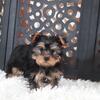 Dallas Delightful Toy Yorkie