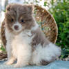 Stunning Super Tiny Pomeranian Puppies 