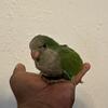 Baby Quaker Parrots