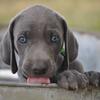 1 girl 3 boys left weimaraners pups akc available  