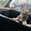 French bulldog 