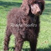 Meet Murphy. AKC Dark Brown Standard Poodle 