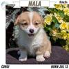 AKC CORGI PUPS