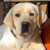 AKC English Labrador Stud Service