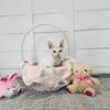 Devon Rex Kitten